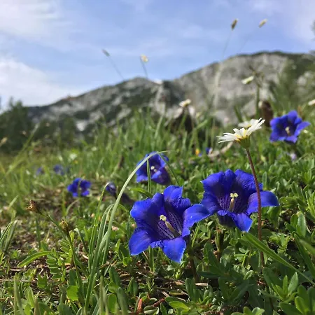 Alpenrauschen Planneralm