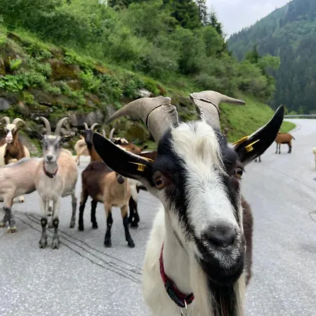 Alpenrauschen شقة *