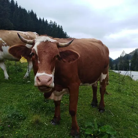 Alpenrauschen *