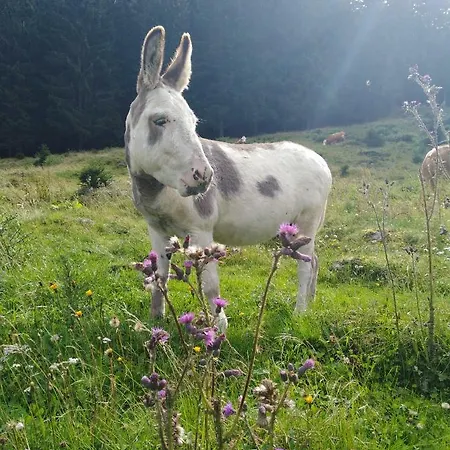 Alpenrauschen شقة