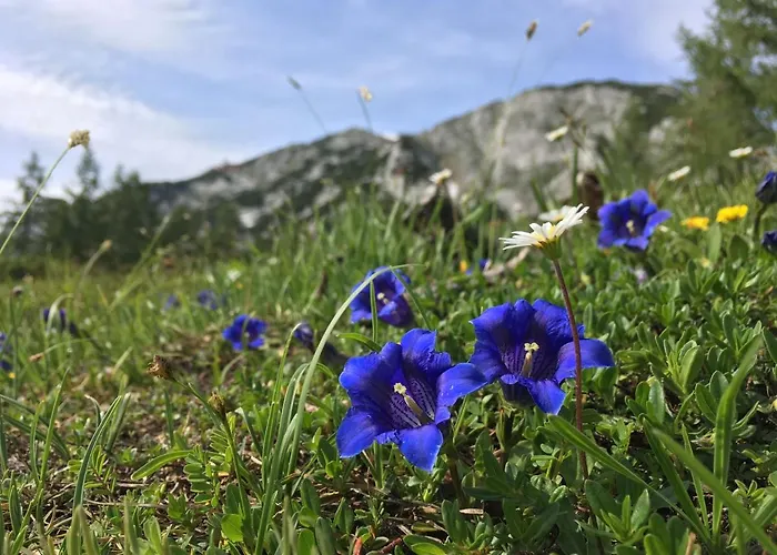 Alpenrauschen Planneralm