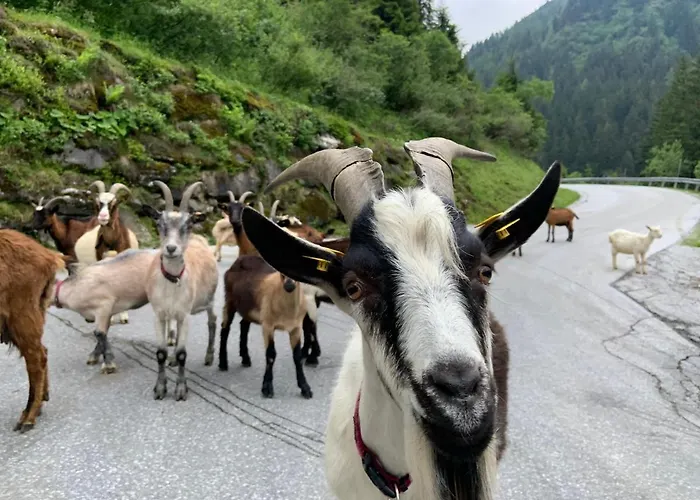 Alpenrauschen Apartman *