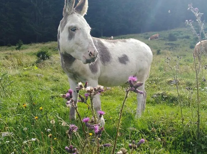 Alpenrauschen 公寓